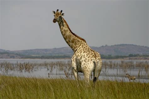 Zakouma National Park | | Alluring World