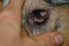 Diagnosed as a dog eye allergy - Organic Pet Digest