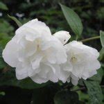 Philadelphus lewisii seeds (Mock Orange) - Twining Vine Garden