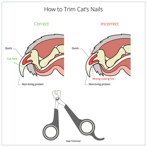 How To Trim Cat’s Nails - Bengal Cats