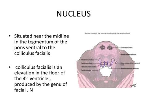 Abducent nerve clinical anatomy