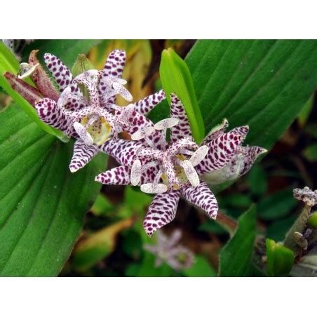 Toad Lily Seeds - Price €1.20