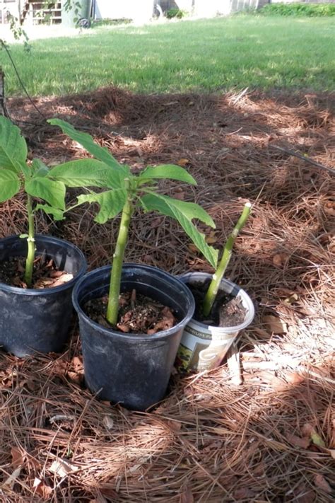 How to Plant Angel’s Trumpet in Your Garden (Tricks to Care!)