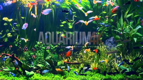 Aquarium 4K UHD Wallpapers - Top Free Aquarium 4K UHD Backgrounds - WallpaperAccess