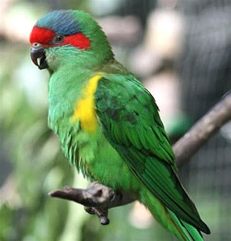 Musk lorikeet - Alchetron, The Free Social Encyclopedia