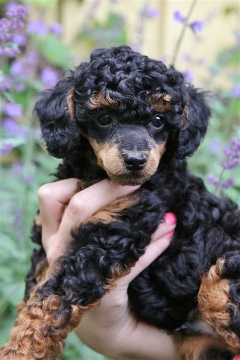 phantom toy poodle | Pets O' Choice | Pinterest