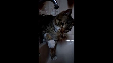 Adorable cat playing with water - YouTube