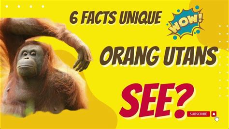 6 Unique Facts about Orangutans, the Noisiest Animals in the World - YouTube