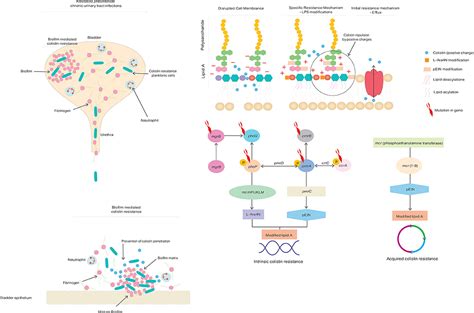 Frontiers | Will There Ever Be Cure for Chronic, Life-Changing Colistin-Resistant Klebsiella ...