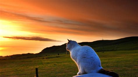 nature, Animals, Pet, Cat, Tail, Field, Hill, Sunset, Grass, Clouds, Fence, Landscape Wallpapers ...