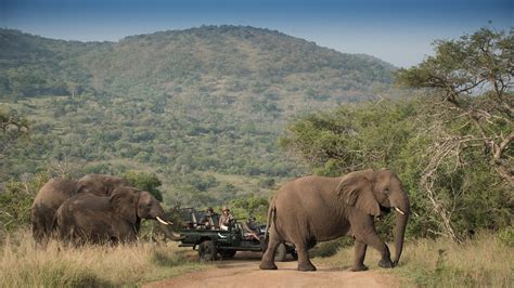 Top 5 Safaris in South Africa | Guide to South Africa Safaris