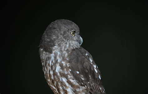 Barking Owl - Australia Zoo