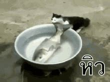 Hungry Cat GIFs | Tenor