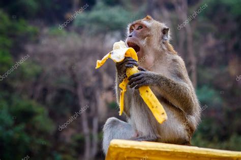 One funny monkey eats banana Stock Photo by ©luckyraccoon 27169877