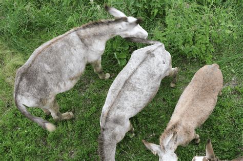 Why Donkeys Have A Cross On Their Back: Cause & Meaning