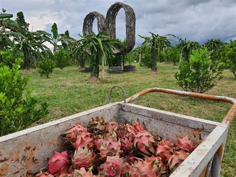 A dragon fruit farm that started from a hobby is now a budding farm tourism site, part 1 ...