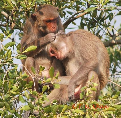 Wildlife holidays in Bangladesh