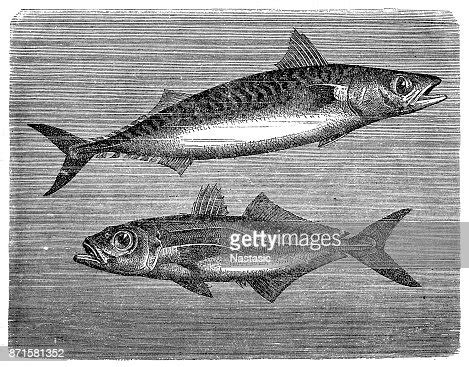 Atlantic Mackerel And Chilean Jack Mackerel High-Res Vector Graphic ...