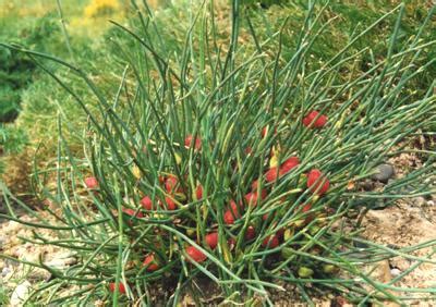 Ephedra - A Small but Potent Plant