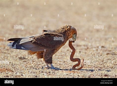 Eagle eating snake hi-res stock photography and images - Alamy