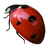 Cute Ladybug Clip Art Transparent HQ PNG Download | FreePNGImg