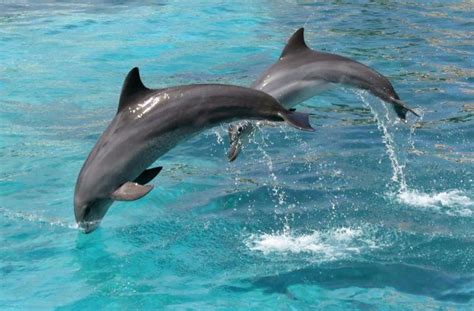 Dolphins in Maui - Can you swim with dolphins in Maui?