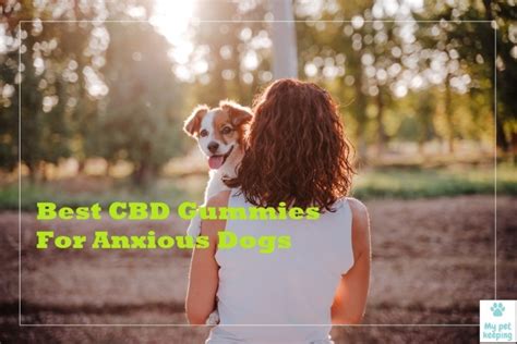 The Best CBD Gummies For Anxious Dogs! - My Pet Keeping