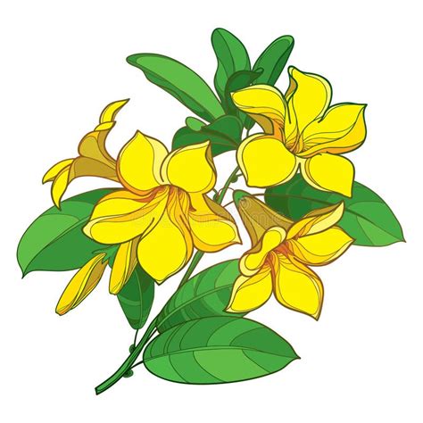 Allamanda Yellow Stock Illustrations – 270 Allamanda Yellow Stock Illustrations, Vectors ...