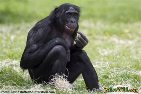 Bonobo Information, Facts, Pictures & Video. Meet Man's Closest Relative