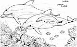 Dolphin Coloring Pages sketch template