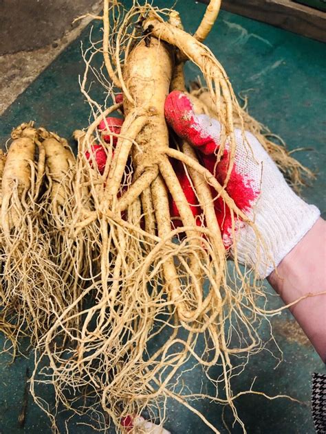 Korean Red Ginseng Root 6years *fresh* 1kg *man's health* | eBay