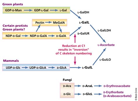 Vitamin C biosynthesis | Learn Science at Scitable