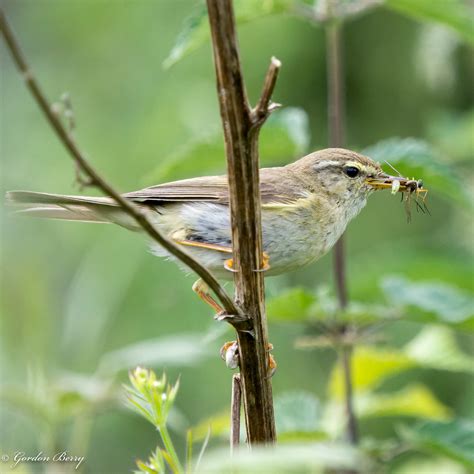 Willow Warbler 23-Jul-20_G _011-2 | Willow Warbler:- Willow … | Flickr