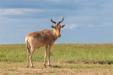 The Hartebeest - Here in Uganda