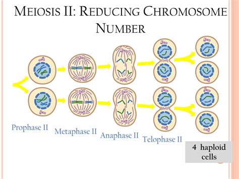 PPT - Meiosis Formation of Gametes PowerPoint Presentation, free ...