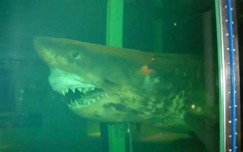 Horrifying image of Rosie the Shark left abandoned at Wildlife ...