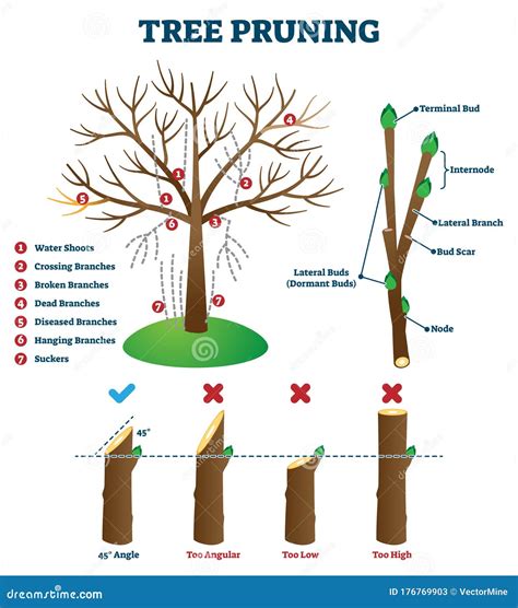 Tree Pruning Vector Illustration. Labeled Educational Plant Shaping Scheme Stock Vector ...