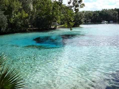 Florida springs wallpapers | Florida springs, Florida adventures, Florida vacation