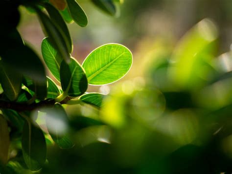 Banyan Tree Leaves Stock Photos, Pictures & Royalty-Free Images - iStock