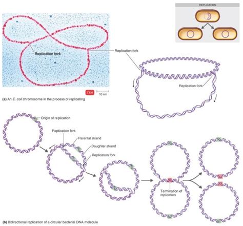 Origin Of Replication Bacteria