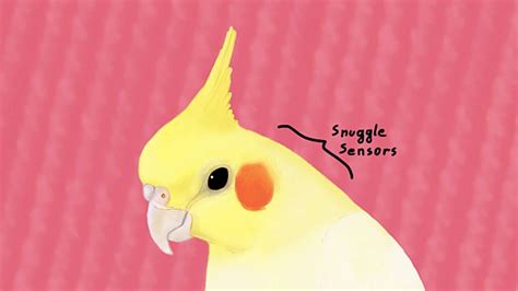 Cockatiel Anatomy Diagram