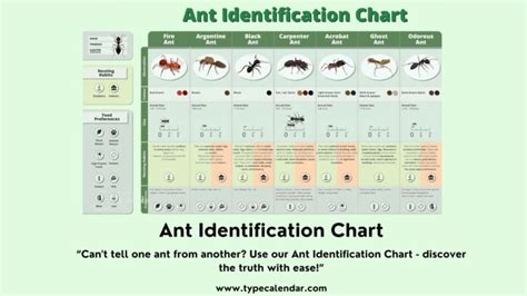 Free Printable Ant Identification Charts [PDF] With Pictures