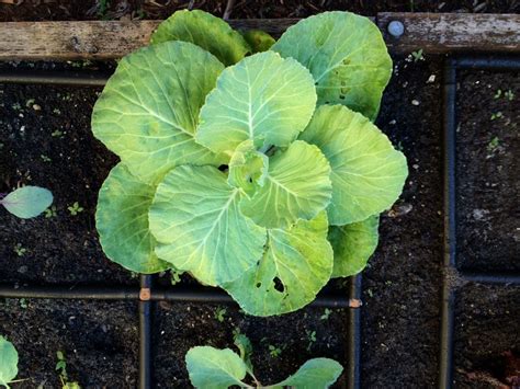 Growing cabbage in The Garden Grid™ - Plant Spacing: 1 cabbage plant per 2 Garden Grid™ squares.