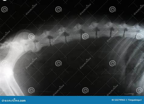 DOG LUMBAR VERTEBRA FRACTURE DISLOCATION X-RAY Stock Photography ...