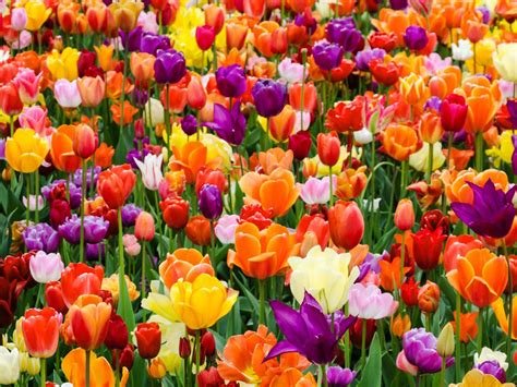 Growing Tulip Bulbs: How To Plant And Care For Tulips