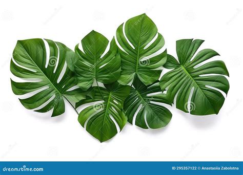 Tropical Plant Foliage Against White Background, Clipping Path Included Stock Illustration ...