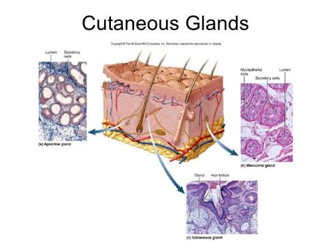 Sweat or sudoriferous glands include apocrine and merocrine glands ...