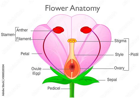 Anatomy flower. Plant reproductive system diagram, annotated. Flowering plants reproduction ...