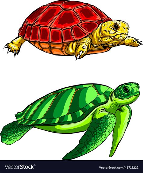 Cute turtle set on white Royalty Free Vector Image