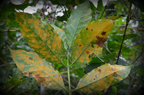 Purdue expert warned of coffee rust threat, part of FFAR project to ...